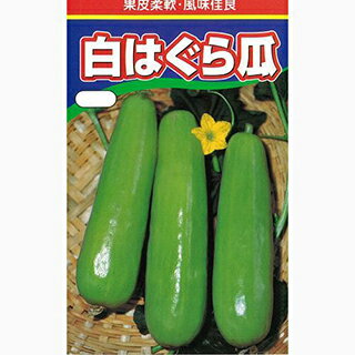 ウリ 種 【 白はぐら瓜 】 種子 小袋（約3ml） （ 種 野菜 野菜種子 野菜種 ） ★