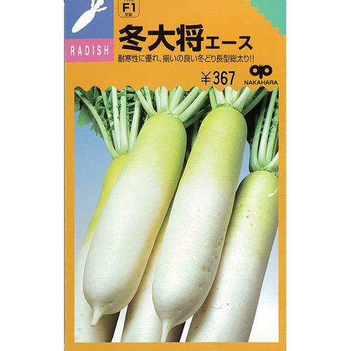 メール便で10袋まで同梱できます。 種子と責任種子は努めて純良なものをご用意しておりますが、商品の性質上100%の純度や発芽は望めません。商品の包装等に記載のある、発芽試験結果を満たした商品をお届けいたします。発芽は播種後の条件により結果が異なるため、温度や水分などを品目ごとに適した条件下で管理してください。不適条件下では発芽しないことがあり、また100%同一ではなく、まれに異株が出る場合がございます。種子・苗などについて、発芽後および植えつけ後の栽培条件や天候などによって結果が異なりますので、商品の生長後や収穫物に対する補償はいたしかねます。また商品の性質上、結果不良につきましてはお買い上げ金額の範囲内とさせていただきます。(お客様の栽培管理や気象条件による結果不良につきましては、その責任を負いかねます)独自に加工されたものや、お届け後に有効期限を超えられたものにつきましては責任を負いかねます。野菜などの収穫物については、品種の特性や栽培条件などにより生育に差が生じることがあり、収穫物のサイズ、重量、味などは掲載表現と異なる場合がございます。大根の育て方大根は古くから日本で栽培されてきた野菜で、地方によって品種も多く形や肉質などの品種の分化が著しく発達している野菜です。気候は涼しいところを好み、生育温度は15〜20℃が適しています。高温に弱く、関東以南では高冷地を除いた5〜7月まきは病虫害にあいやすく、収穫が難しくなります。寒さには強い方ですが、晩秋以後の低温は根の太りが悪くなるので、栽培地にあった品種を選びましょう。 1.土作り &nbsp; &nbsp; 又根とならないよう、深く良く耕し、約1坪当り苦土石灰300gを混ぜ酸度調整を行います。一週間後、堆肥7kg、緩効性肥料500gを全面に施し、深さ30cm位までよく耕しておきます。 堆肥は完熟したものを用い、種まきまで2週間ほどおきましょう。 幅60cm高さ10cmほどの畝を作ります。水はけのよい火山灰土では、平うねでかまいませんが、低地では高うねにして排水が良くなるようにしたほうが良いでしょう。 2.種まき 条間40〜50cmの2条まきで、株間30cmごとに空き缶の底などで深さ1cmほどのくぼみをつけ、1ケ所に4〜5粒の点まきをし、細かい土で厚さ1cmほどに覆土します。 畑の土がひどく乾燥している場合はたっぷりと水をやりましょう。 3.間引き 種まきから40日ほどたって、本葉が5〜6枚の時に1回めの間引き、2回目は本葉6〜7枚時に2本にします。間引きは葉の形の悪いもの、色の濃いものや病害虫に侵されているものを取り除きます。間引きのタイミングが悪いと生育が悪くなるので注意しましょう。間引き菜お大根菜として食べられます。 4.中耕・追肥 &nbsp; 間引きに合わせて1回目は肥料を株の周りにばらまき、軽く土とまぜながら株元へ土を寄せます。2回目はうねの片方ずつに浅い溝をつくり、そこへ肥料をばらまき通路の土をやわらげながら溝に土をかけるようにしてうねをつくります。 追肥の量は、約1坪あたり、1回目は化成肥料150g、2回目は化成肥料200g〜300g位施します。 5.収穫 栽培時期によって異なりますが、秋どり栽培は60〜70日、春どり栽培は10月まきで120〜140日、3月まきで80〜90日、夏どり栽培は60日位で根が肥大するので、太りしだい収穫します。収穫が遅れると根がス入りになります。ス入りは葉柄のス入りと関係があるので、古い葉のつけ根から3cmぐらいのところを切断し、その中央部がス入りしているようなら、根もス入りしていると判断することができます。冬大将エース 科名 アブラナ科 発芽適温 15〜30゜C 生育適温 17〜20゜C 発芽日数 3〜5日 大根の種 蒔き方(※数値はあくまでも目安です。特に、畝幅や条数・播種方法などは栽培方法を限定するものではありません） 播種方法 種子形態 畝幅 （cm） 条数 （条） 株間 （cm） 10a当たり 株数 10a当たり 播種量 10a当たり 播種量（粒数） 20ml当たり 粒数 点播き 　 120 2 20〜30 5,500〜8,500 4〜6dl 1.4万〜3万 700〜1,000 小袋種子の内容量表記について農作物である商品の特性上、小袋パッケージの商品に関しましては、販売時期により、内容量が変更になる場合があります。商品名に内容量が記載されている場合がございますが、あくまで目安であり、1mlほど前後するものとお考え下さい。また、内容量が増減したことによる価格の変更もありません。あらかじめご了承いただいた上で、ご注文をお願いいたします。