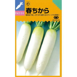 大根 種 【 春ちから 】 種子 小袋（3．5ml） （ 種 野菜 野菜種子 野菜種 ）