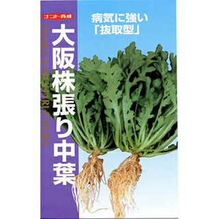 漬け菜 種 【 シュンギク大阪株張り中葉 】 種子 小袋（約25ml） （ 種 野菜 野菜種子 野菜種 ）