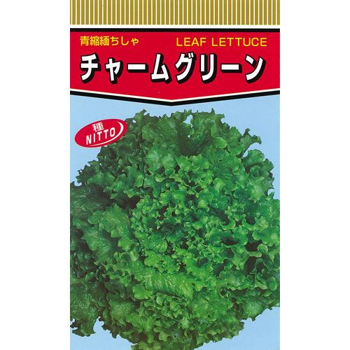レタス 種 【 チャームグリーン 】 種子 小袋（約20ml） （ 種 野菜 野菜種子 野菜種 ）