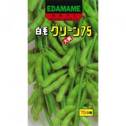樂天商城 - 枝豆 種 【 グリーン75 】 種子 小袋（約30ml） （ 種 野菜 野菜種子 野菜種 ）