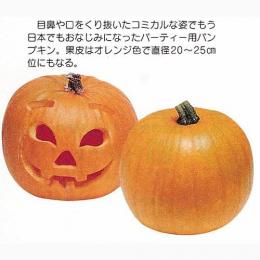 かぼちゃ 種 【ハローウィーン】 5ml （ 種 野菜 野菜種子 野菜種 ）