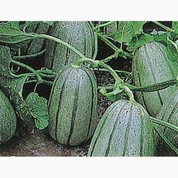 まくわうり 種 【 甘露甜瓜 】 種子 小袋 約1.2ml (福種) （ 種 野菜 野菜種子 野菜種 ）