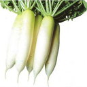 大根 種 【 盛夏総太り 】 種子 2dl ( 種 野菜 野菜種子 野菜種 )
