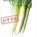 大根 種 【 待望総太り 】 種子 2dl ( 種 野菜 野菜種子 野菜種 )