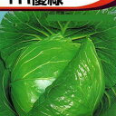 キャベツ 種 【 YR優緑 】 種子 小袋(約70粒) ( 種 野菜 野菜種子 野菜種 )