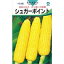 とうもろこし 種 【シュガーポイント】 約200粒 （ 種 野菜 野菜種子 野菜種 ）