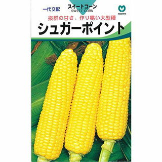 とうもろこし 種 【 シュガーポイント 】 小袋（70粒） ( とうもろこしの種 )