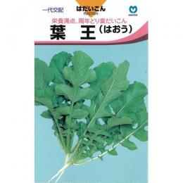 大根 種 【 葉王 】 種子 2dl缶 （ 種 野菜 野菜種子 野菜種 ）