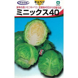 キャベツ 種 【 ミニックス４０ 】 種子 小袋（約100粒) <br>（ 種 野菜 野菜種子 野菜種 ）