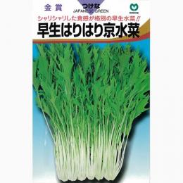 冬季蔬菜 - 水菜 種 【 早生はりはり京水菜 】 種子 小袋（約20ml） （ 種 野菜 野菜種子 野菜種 ）