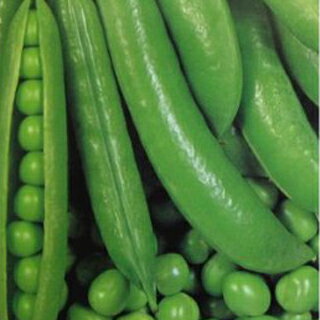 実取エンドウ 種 【タイニーピース】 小袋 （ 種 野菜 野菜種子 野菜種 ）