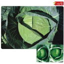 キャベツ 種 【 YR銀次郎 】 種子 3000粒 ( 種 野菜 野菜種子 野菜種 )