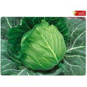 キャベツ 種 【 若女将 】 種子 約3000粒 ( 種 野菜 野菜種子 野菜種 )