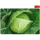 キャベツ 種 【 YR春系305号 】 種子 コート5千粒 ( 種 野菜 野菜種子 野菜種 )