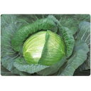 キャベツ 種 【 YR新風 】 種子 小袋 ( 種 野菜 野菜種子 野菜種 )