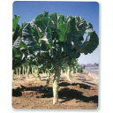 ケール 種 【 ジューシーグリーン 】 種子 約2千粒 ( 種 野菜 野菜種子 野菜種 )