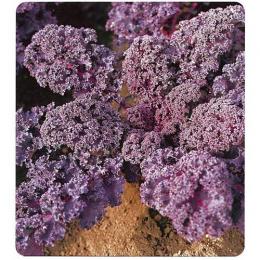 ケール 種 【レッド キッチン 】 種子 小袋（約200粒）（増田） （ 種 野菜 野菜種子 野菜種 ）