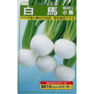 カブ 種  種子 小袋（約20ml) （ 種 野菜 野菜種子 野菜種 ）