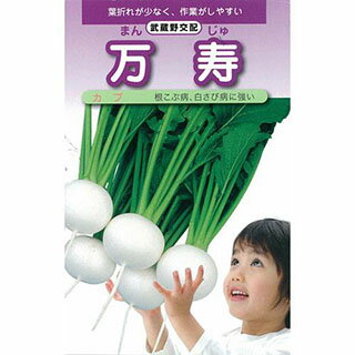 カブ 種 【 万寿小蕪 】 種子 小袋（約20ml) （ 種 野菜 野菜種子 野菜種 ）