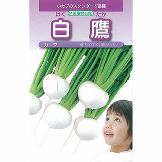 カブ 種  種子 小袋（約4ml) （ 種 野菜 野菜種子 野菜種 ）