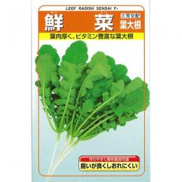 葉大根 種 【 鮮菜葉大根 】 種子 小袋（約20ml） （ 種 野菜 野菜種子 野菜種 ）