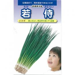ネギ 種 【 小ネギ若侍 】 種子 2dl （ 種 野菜 野菜種子 野菜種 ）