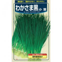 ネギ 種 【 小ネギわかさま黒 】 種子 小袋（約20ml） （ 種 野菜 野菜種子 野菜種 ）