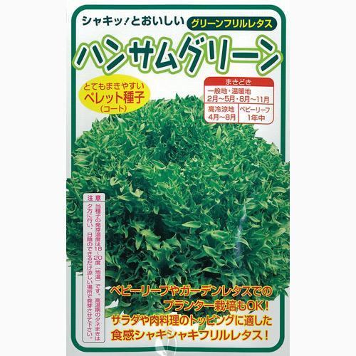 楽天【菜園くらぶ】家庭菜園の専門店レタス 種 【 ハンサムグリーン 】 種子 Lコート五千粒ビン （ 種 野菜 野菜種子 野菜種 ）