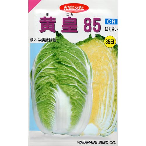 メール便で10袋まで同梱できます。 種子と責任種子は努めて純良なものをご用意しておりますが、商品の性質上100%の純度や発芽は望めません。商品の包装等に記載のある、発芽試験結果を満たした商品をお届けいたします。発芽は播種後の条件により結果が異なるため、温度や水分などを品目ごとに適した条件下で管理してください。不適条件下では発芽しないことがあり、また100%同一ではなく、まれに異株が出る場合がございます。種子・苗などについて、発芽後および植えつけ後の栽培条件や天候などによって結果が異なりますので、商品の生長後や収穫物に対する補償はいたしかねます。また商品の性質上、結果不良につきましてはお買い上げ金額の範囲内とさせていただきます。(お客様の栽培管理や気象条件による結果不良につきましては、その責任を負いかねます)独自に加工されたものや、お届け後に有効期限を超えられたものにつきましては責任を負いかねます。野菜などの収穫物については、品種の特性や栽培条件などにより生育に差が生じることがあり、収穫物のサイズ、重量、味などは掲載表現と異なる場合がございます。黄皇85 ●耐寒性、貯蔵性高く、囲い用や冬どり用に好適です。●ネコブ病に強く、播種後85日位で収穫期に達する中晩生品種です。●一球3.0kg〜3.5kgで、球内の黄色は良好です。 科名 アブラナ科 発芽適温 20〜25゜C 生育適温 20゜C前後 発芽日数 3〜5日 白菜の種 蒔き方(※数値はあくまでも目安です。特に、畝幅や条数・播種方法などは栽培方法を限定するものではありません） 播種方法 種子形態 畝幅 （cm） 条数 （条） 株間 （cm） 10a当たり 株数 10a当たり 播種量 10a当たり 播種量（粒数） 20ml当たり 粒数 育苗 裸 60〜70 1 45〜50 2,800〜3,700 30〜40ml 5,250〜1万 3,500〜5,000 ペレット 60〜70 1 45〜50 2,800〜3,700 　 3,500〜4,500 　 直まき &nbsp; 60〜70 1 45〜50 2,800〜3,700 80〜100ml 1.4万〜2万 3,500〜5,000 ※ミニサイズの場合は株間20〜25cm※直蒔き時は点蒔き小袋種子の内容量表記について農作物である商品の特性上、小袋パッケージの商品に関しましては、販売時期により、内容量が変更になる場合があります。商品名に内容量が記載されている場合がございますが、あくまで目安であり、1mlほど前後するものとお考え下さい。また、内容量が増減したことによる価格の変更もありません。あらかじめご了承いただいた上で、ご注文をお願いいたします。
