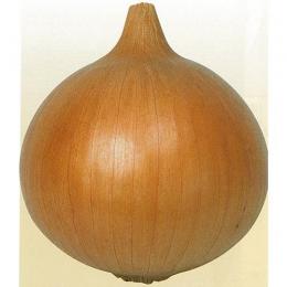 たまねぎ 種 【ハッピー501】 1dl （ 種 野菜 野菜種子 野菜種 ）