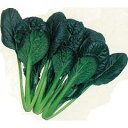 小松菜 種 【ちぢみこまつ菜】 小袋(約4.6ml) ( 種 野菜 野菜種子 野菜種 )