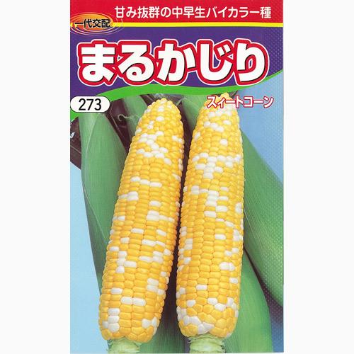 Summer Vegetables - とうもろこし 種 【まるかじり】 200粒 （ 種 野菜 野菜種子 野菜種 ）