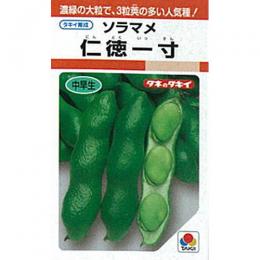 そら豆 種 【仁徳一寸】 1L （ 種 野菜 野菜種子 野菜種 ）