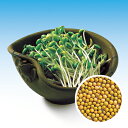 スプラウト 種 【 大豆もやし(姫大豆) 】 小袋(30ml) ( スプラウトの種 )