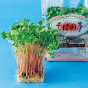 スプラウト 種 【 そばの芽 】 30ml ( スプラウトの種 )
