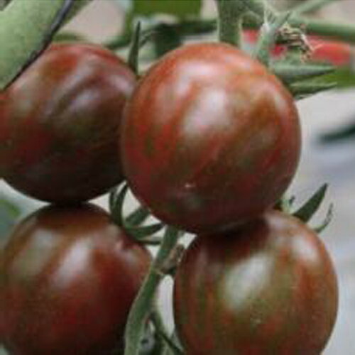 ミニトマト 種 【ブラッディタイガー】 8粒 （ 種 野菜 野菜種子 野菜種 ）のサムネイル