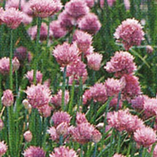 ハーブ 種 【 チャイブ 】 実咲小袋 ( ハーブの種 )