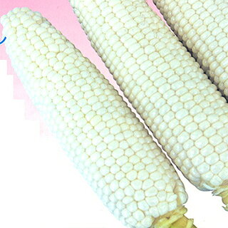 トウモロコシ 種 【 白いおおもの 】 2000粒 ( トウモロコシの種
