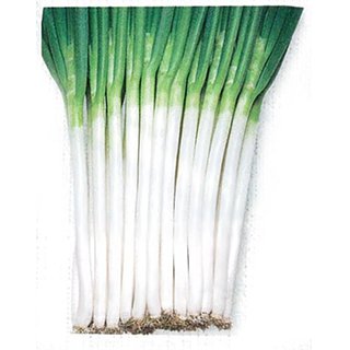 ネギ 種 【 ホワイトソード 】 小袋(DF 6ml) ( ネギの種 )のサムネイル