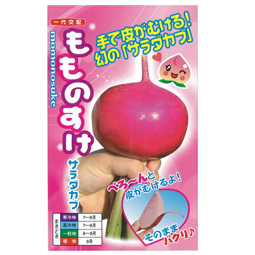 カブ 種 【 もものすけ 】 種子（約1dl） （ 種 野菜 野菜種子 野菜種 サラダカブ ）
