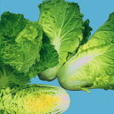 ハクサイ 種 【 レタサイ 】 小袋(20ml) ( 種 野菜 野菜種子 野菜種 )
