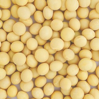 大豆 種 【 鶴の子大豆 】 1L ( 大豆の種 ) | 農業屋.com