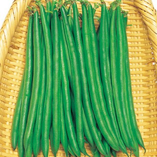 インゲン 種 【 つるなし菜豆 恋みどり 】 1L ( インゲンの種 )