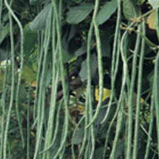 ササゲ 種 【 けごんの滝 】 実咲小袋 ( ササゲの種 )