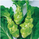 中国野菜 種 【 四川搾菜(ザーサイ) 】 コート5000粒 ( 種 野菜 野菜種子 野菜種 )