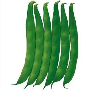 インゲン 種 【 つるなし菜豆 つるなしモロッコ 】 1L ( インゲンの種 )(4.0)