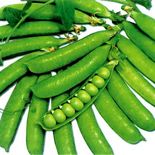 樂天商城 - エンドウ 種 【 実エンドウ スプリング 】 1dl （ 種 野菜 野菜種子 野菜種 ）