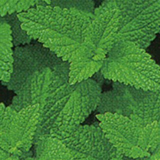 ハーブ 種 【 レモンバーム 】 実咲小袋 ( ハーブの種 )